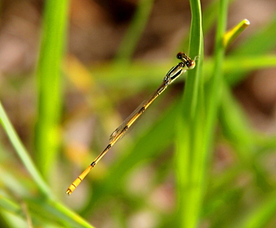[A top-down view of a damselfly which only has its head over a blade of grass. The damselfly's clear wings are barely visible. The body is yellow with black splotches at each segment. The thorax is black and light green. The eyes are brownish-green on the underside and black on top.]
